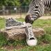 Footwear women zebra stripe print classic high top sneakers rubber sole canvas Y2K zebra